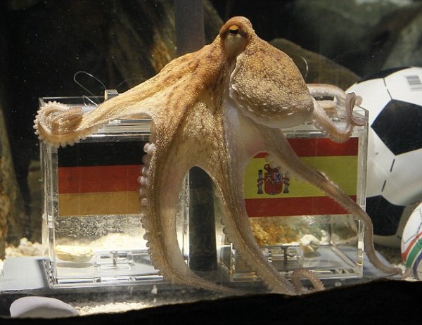 Paul the so-called "octopus oracle" predicts Spain's victory in their World Cup semi-final against Germany at the Sea Life Aquarium in Oberhausen