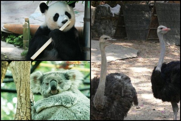 Chiangmai_Zoo