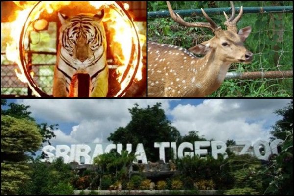 Sriracha_Tiger_Zoo