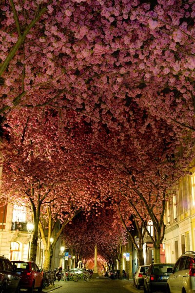 amazing-tree-tunnels-1