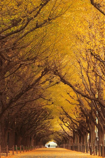 amazing-tree-tunnels-10