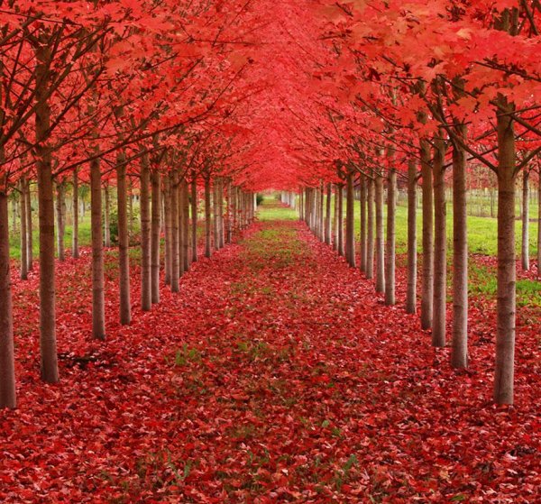 amazing-tree-tunnels-13