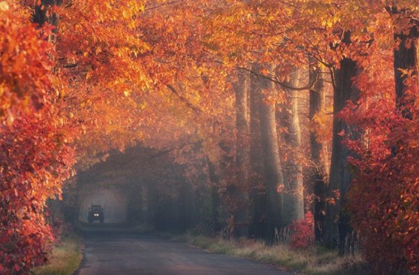 amazing-tree-tunnels-14