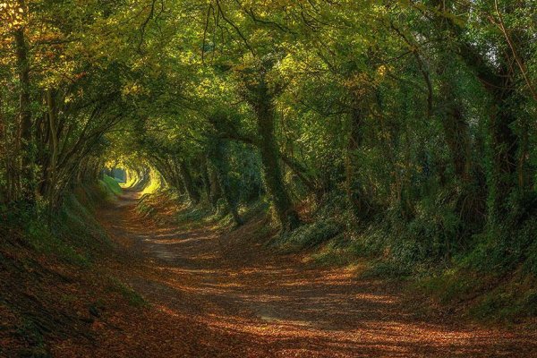 amazing-tree-tunnels-19