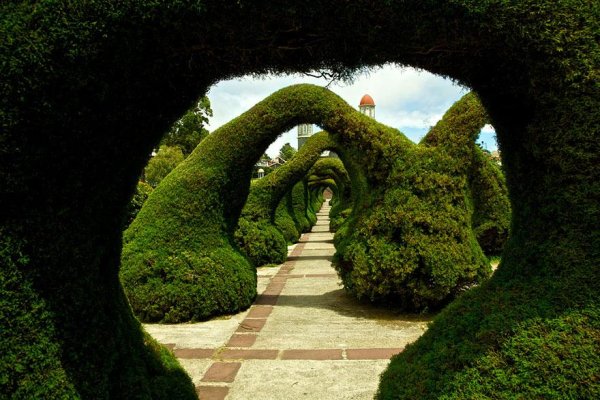 amazing-tree-tunnels-23