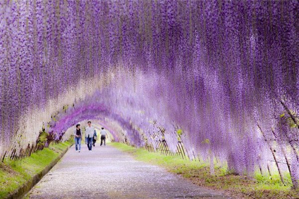 amazing-tree-tunnels-3-2