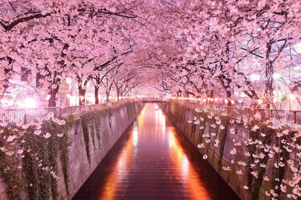 amazing-tree-tunnels-5