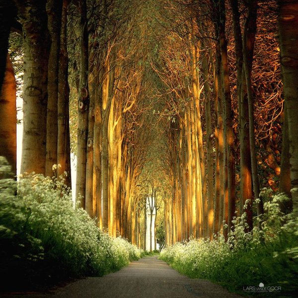 amazing-tree-tunnels-7