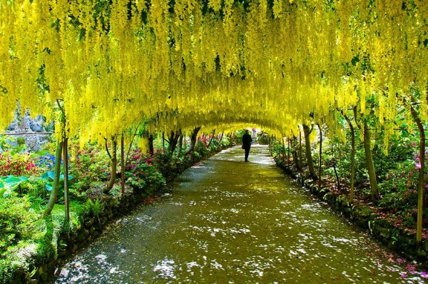 amazing-tree-tunnels-8