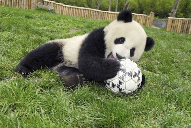 มุ๊งมิ๊ง! พี่จีนส่งหมีแพนด้าทำนายผลบอลโลกสืบทอดหมึกยักษ์ ‘พอล’