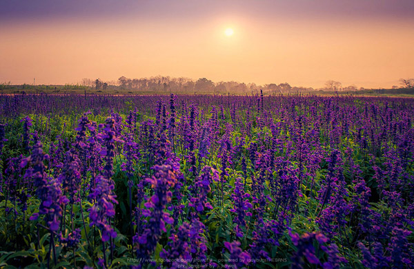 boonrawdfarm5