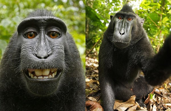 monkey-selfie-wikimedia