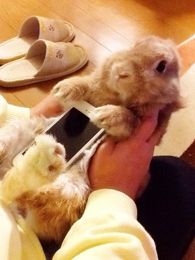 กระแสใหม่กำลังมา! #Bunnycase จับเอากระต่ายขนปุยๆ มาทำเป็นเคสมือถือ!