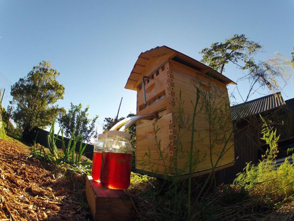 honey-on-tap-flow-hive-stuart-cedar-anderson-9