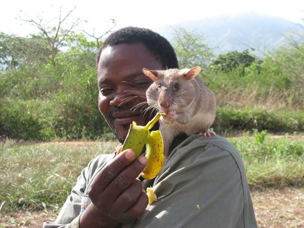 28hero-rats-bomb-demining-africa-apopo-28xxx