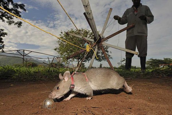 2hero-rats-bomb-demining-africa-apopo-2xxx