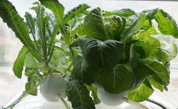 Designer-turns-window-into-a-greenhouse-for-vegetables.2__880