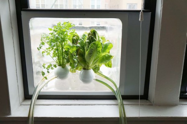 Designer-turns-window-into-a-greenhouse-for-vegetables.4__880