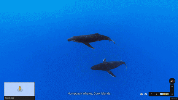 Humpback-Whales-Cook-Islands-hyperlapse