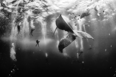 รางวัลที่ 1 Whale Whisperers; Revillagigedo Islands, Mexico