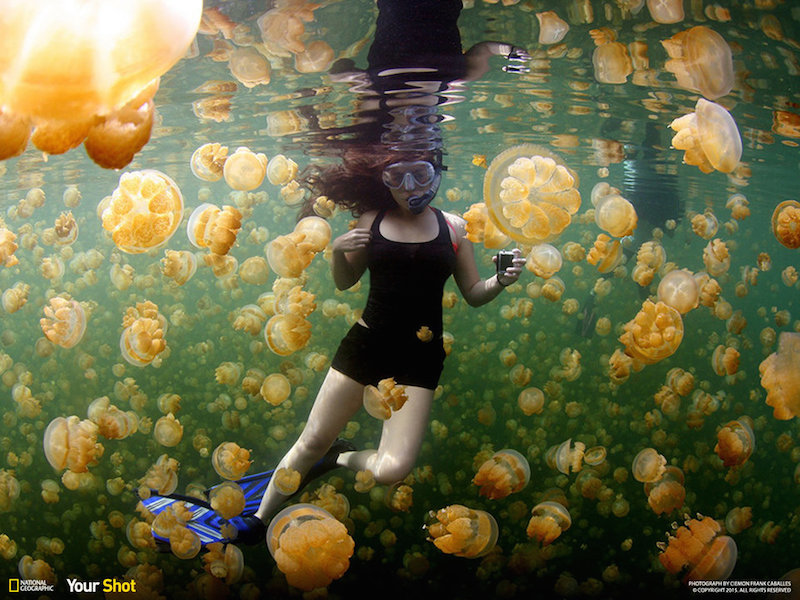 Taken at Jellyfish Lake - a marine lake located in Eil Malk, which is part of Palau's famous Rock Islands, a UNESCO World Heritage Site. These jellyfish populated marine basins thousands of years ago through rock fissures and gradually became isolated in an environment devoid of predators. In the absence of predators, these jellyfish evolved into having substantially less stinging cells.