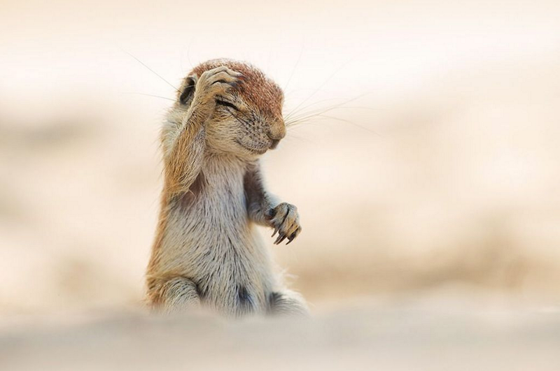 พึ่งเคยได้ยิน! “Comedy Wildlife Photography Awards” การประกวดภาพสัตว์ป่าที่ตลกที่สุด!