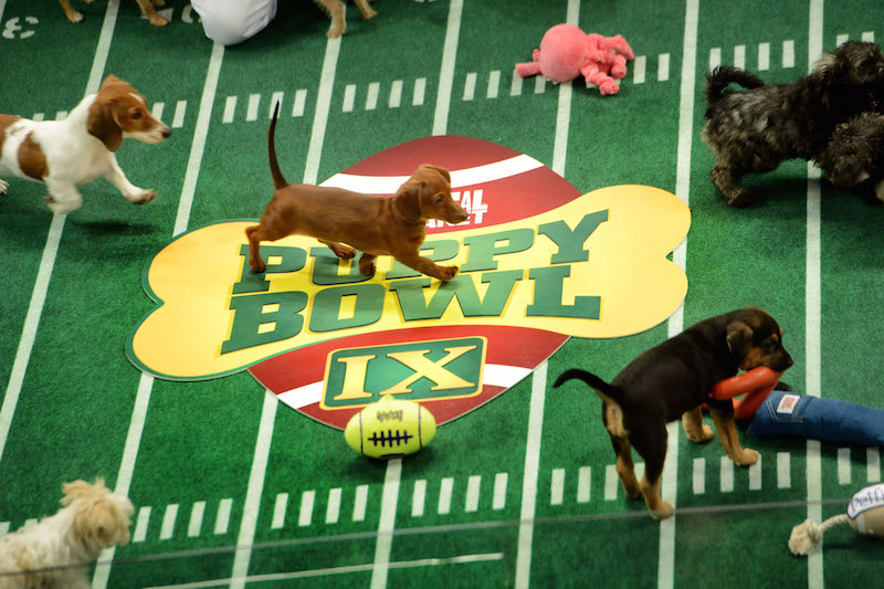 Puppies participate in the taping of Animal Planet&apos;s "Puppy Bowl IX" program on Nov. 11, 2012, in New York. The mock football game will air on Super Bowl Sunday. The puppies used in the show are from shelters and rescue organizations across the country. Illustrates PUPPYBOWL (category l), by Maura Judkis (c) 2013, The Washington Post. Moved Thursday, Jan. 3a, 2013. (MUST CREDIT: Washington Post photo by Linda Davidson)