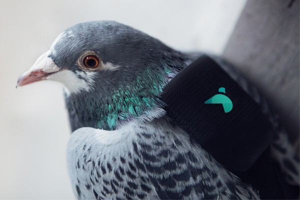 Pigeon Air Patrol หน่วยพิราบตรวจมลพิษทางอากาศแห่งลอนดอน