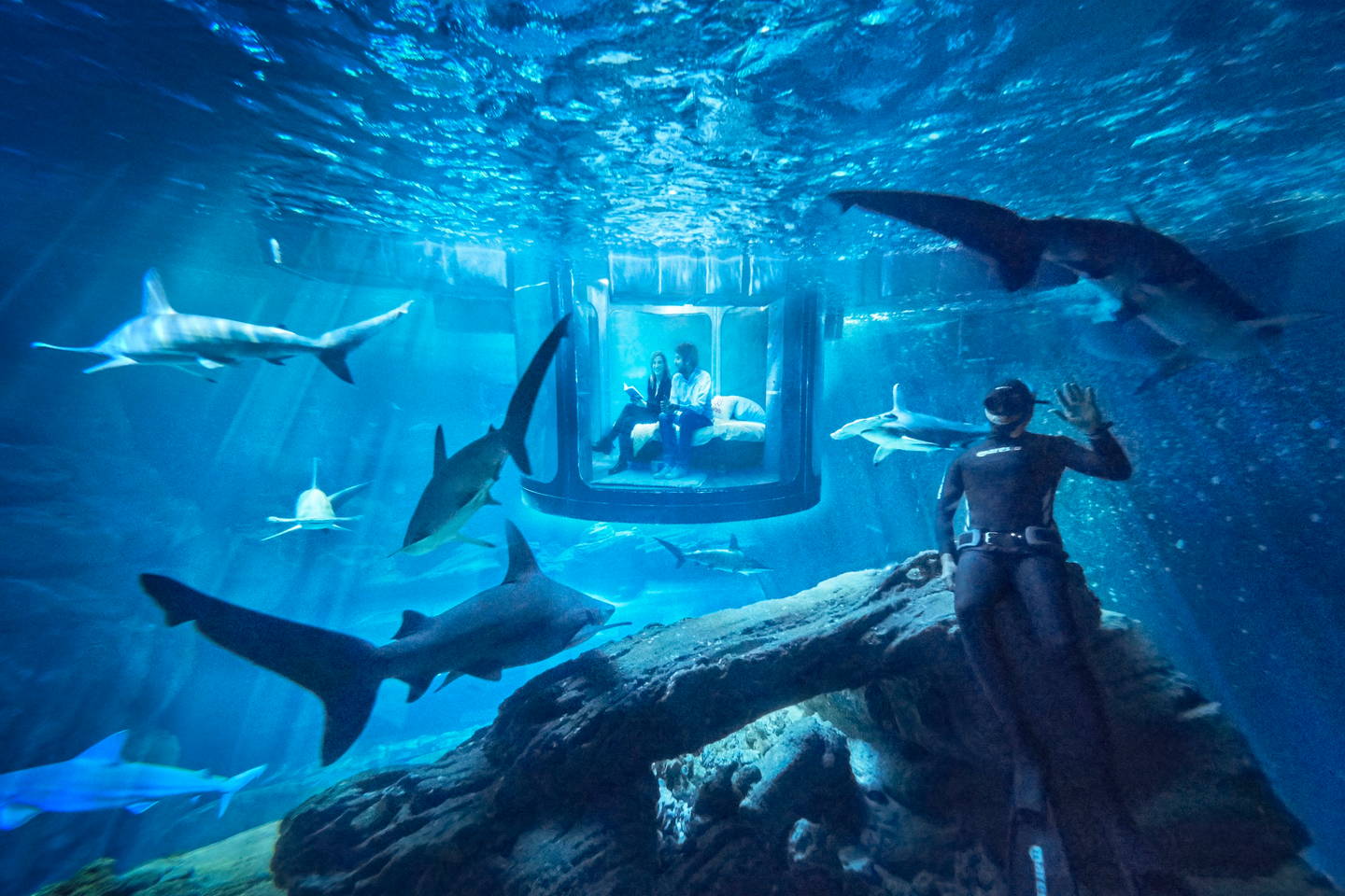 ไปนอนกับฉลามสักคืนจะเป็นไง!! Airbnb จัดการแข่งขันที่มีรางวัลคือไปนอนใต้น้ำกับฉลาม