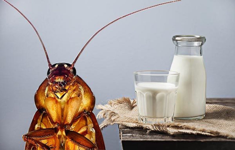 เอ้าชน!! นักวิจัยพบ “นมแมลงสาบ” มีประโยชน์กว่านมวัว เผยอาจเป็นอาหารในอนาคต