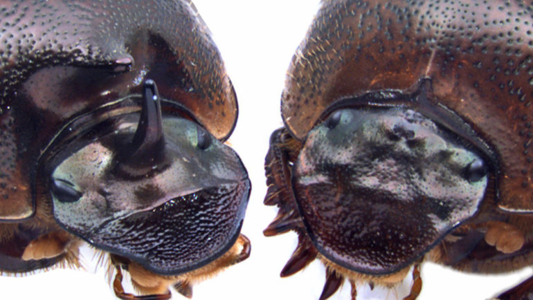 นักวิทยาศาสตร์เปลี่ยนด้วงให้กลายเป็นแมลงไซคลอปส์ 3 ตา แห่งศตวรรษที่ 20