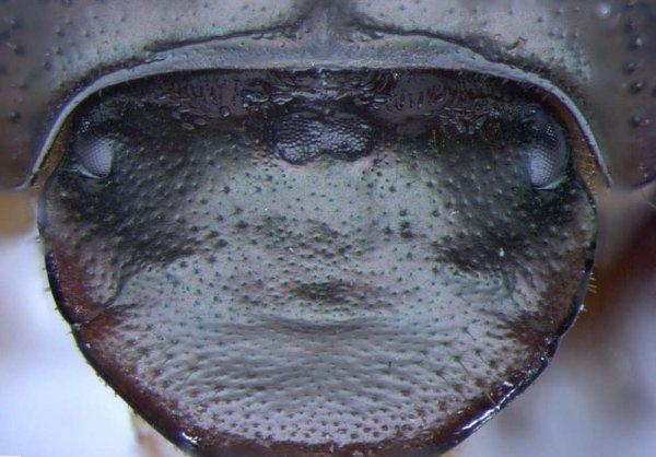 ด้วง Onthophagus ที่ได้ถูกนำเขาออกแล้ว