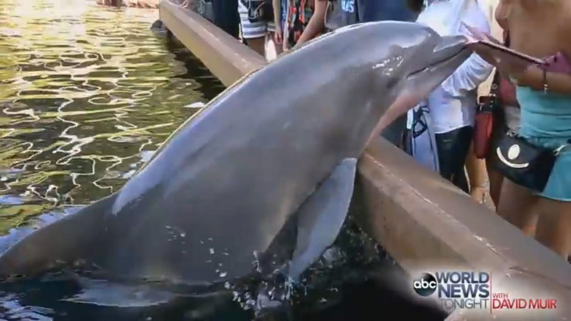 เมื่อผู้หญิงคนหนึ่งถูกโลมาคาบ iPad ของเธอลงไปในสระ ณ สวนสนุก SeaWorld