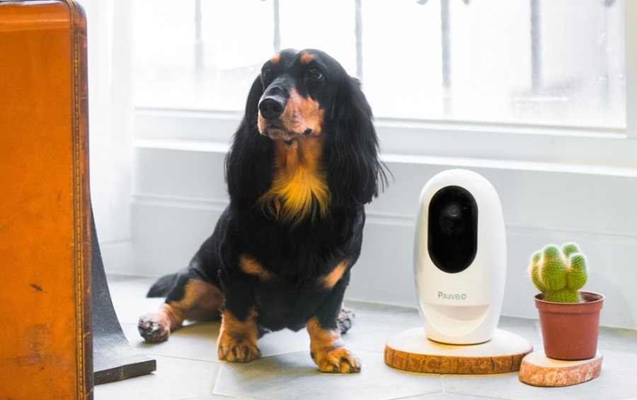 Acer เปิดตัว “Pawbo+ , Pawbo Catch” กล้องอัจฉริยะและสมาร์ททอย แก็ดเจ็ตใหม่สำหรับคนรักสัตว์