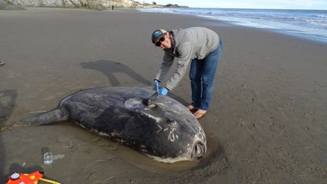 สำนักข่าว BBC รายงานพบปลาหายากเกยตื้นที่ชายหาดใน California!