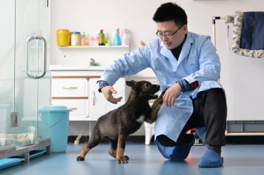 A researcher interacts with Kunxun, a dog cloned from a police dog, in Beijing, China February 22, 2019. Picture taken February 22, 2019.  China Daily via REUTERS   ATTENTION EDITORS - THIS IMAGE WAS PROVIDED BY A THIRD PARTY. CHINA OUT.