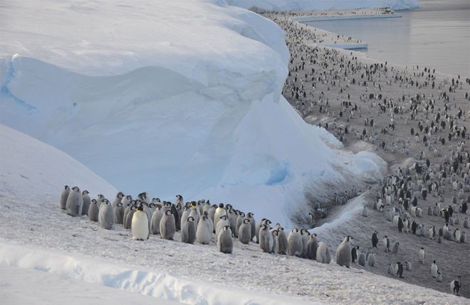 โลกร้อนทำพิษ! เพนกวินจักรพรรดิกว่า 1,000 ตัวต้องอพยพเพราะน้ำแข็งละลาย