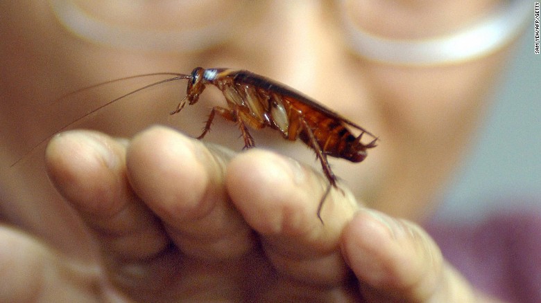 แมลงสาบกำลังจะครองโลก! นักวิทยาศาสตร์เผยแมลงสาบแข็งแกร่งเกินกว่ายาฆ่าแมลงจะทำอะไรมันได้แล้ว