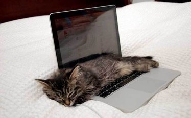 นักวิทยาศาสตร์เผยสาเหตุที่ทำไมน้องแมวชอบมานั่ง ๆ นอน ๆ ตรงแล็ปท็อปจนได้ที่มาของคำว่า “แมวพิมพ์”