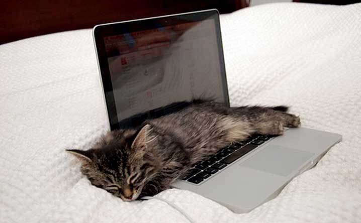 นักวิทยาศาสตร์เผยสาเหตุที่ทำไมน้องแมวชอบมานั่ง ๆ นอน ๆ ตรงแล็ปท็อปจนได้ที่มาของคำว่า “แมวพิมพ์”