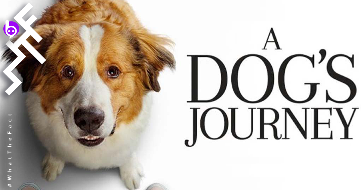 [รีวิว] A Dog’s Journey : ยิ้มร่าน้ำตาริน