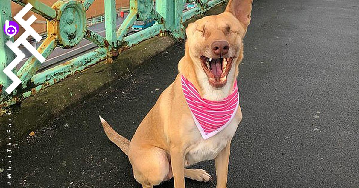 แม็กกี้ หมาเลบานอน โดนยิง 17 นัด ตาบอด หูขาด ขากรรไกรหัก กลายเป็นหมาบำบัดผู้ป่วยในอังกฤษ