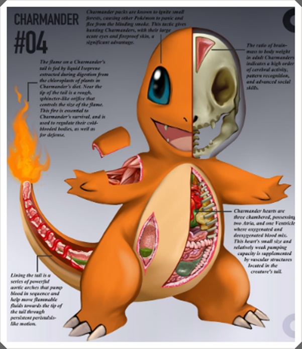 Charmander หรือ Hitokage