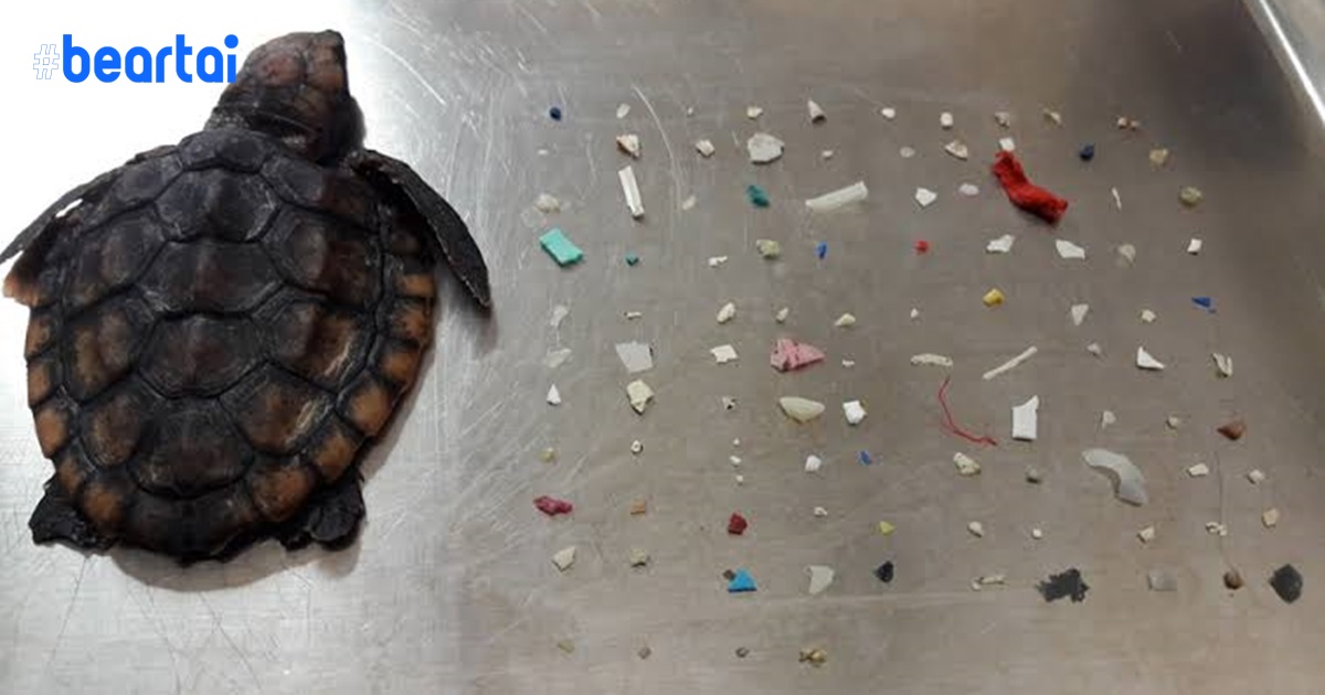 น่าเศร้า! พบขยะพลาสติกในซากลูกเต่าทะเลกว่า 104 ชิ้นที่หาด Florida