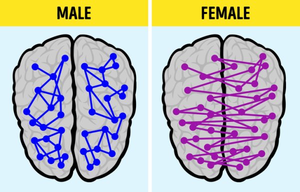 การทำงานของสมองชายและหญิง