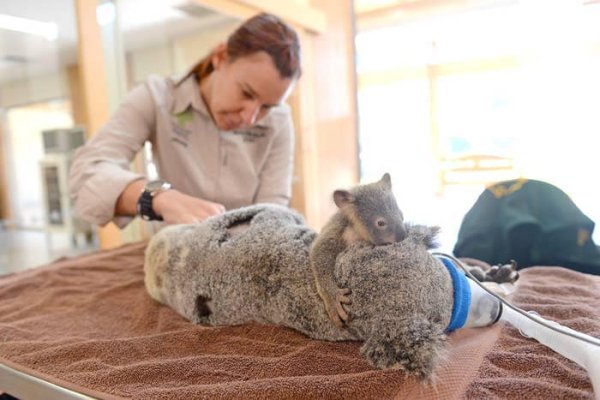 ภาพจาก RSPCA Queensland และ Australia Zoo Wildlife Hospital