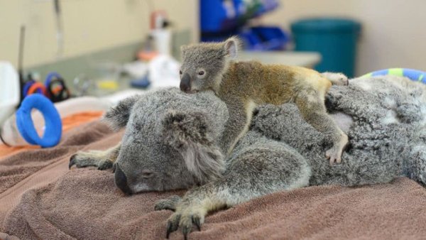 ภาพจาก RSPCA Queensland และ Australia Zoo Wildlife Hospital