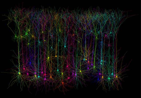 ภาพจากคอมพิวเตอร์จำลอง หน้าตาและโครงสร้างการทำงานของ Neuron