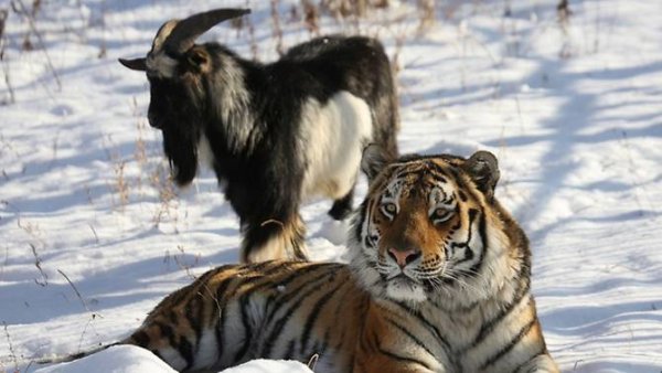 timur and amur