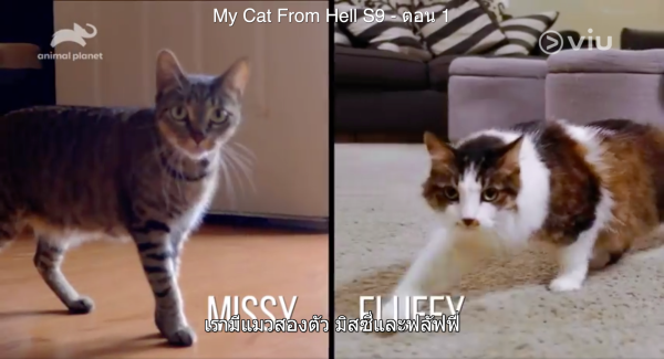 มิสซี่และฟลัฟฟี่ แมวสองตัวในบ้านที่ไม่ถูกกัน